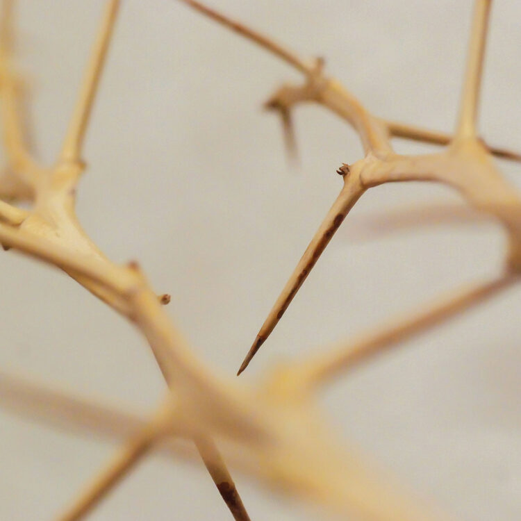 Neurologie – Ergotherapie Gesundbrunnen